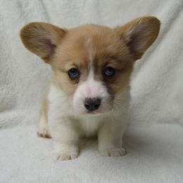 American Corgi and Pembroke Welsh Corgi Puppies from Wildlings & Wild Things Homestead