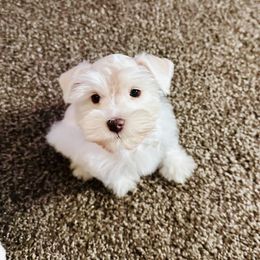Miniature Schnauzer Puppies from Cali Sun-kissed Schnauzers