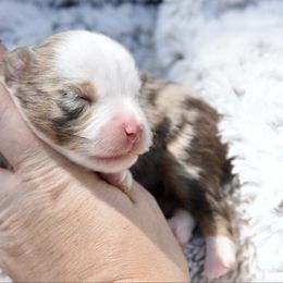 Red Merle male - Red merle male Toy Australian Shepherd puppy in Chickasha, Oklahoma from Rustic Lace