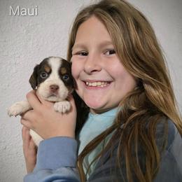 Maui - Liver white and tan female English Springer Spaniel puppy in Florida from Thunderbird Springers