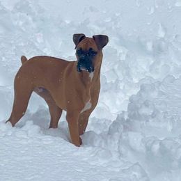 Boxer All Grown Up from Sunshine Boxers 95988