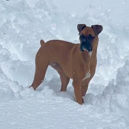 Boxer All Grown Up from Sunshine Boxers 95988