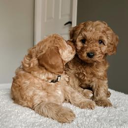 Bernedoodle and Cavapoochon Puppies from This is Doodles