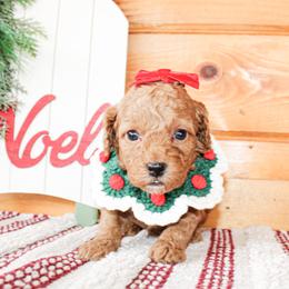 Goldendoodle puppies from Rocking H