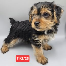 Stripe - Black and gold male Yorkshire Terrier puppy in Greer, South Carolina from Mischief Managed Farm