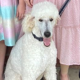 Duke - Poodle