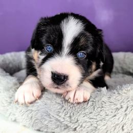 Raven3Girl2- BMF,LONGtail,AKC,OFAs,Genetics - Blue merle female Australian Shepherd puppy in South Hill, Virginia from Silverside Aussies LLC