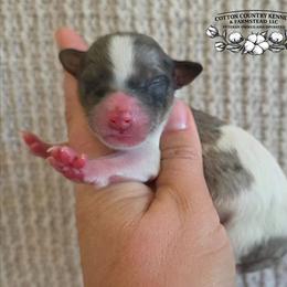 Boy 2 - Blue merle male Aussiedoodle puppy in Vinemont, Alabama from Cotton Country Kennels