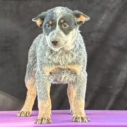 L63-05 - Blue female Australian Cattle Dog puppy in Sheridan, Oregon from 6pk Cattledogs