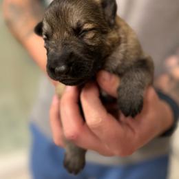 Blue boy - Black and tan male German Shepherd puppy in Tipp City, Ohio from Urekar Haus