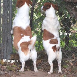Jack Russell Terrier Puppies from Cuttin Up Jack Russells