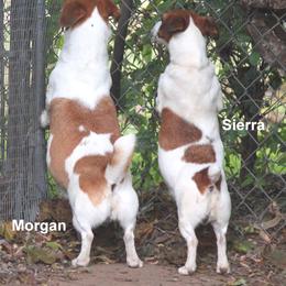Jack Russell Terrier Puppies from Cuttin Up Jack Russells