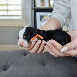 Evita - Tri-color female Bernedoodle puppy in Murray, Utah from Sun Valley Doodles