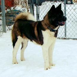 Gunner - Akita