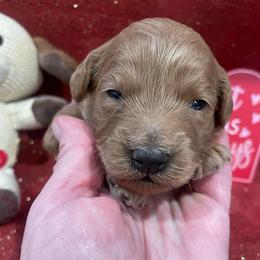 Muffin ( Purple Collar ) - Red  female Goldendoodle puppy in Atco, New Jersey from Flannery’s lucky pup’s🍀