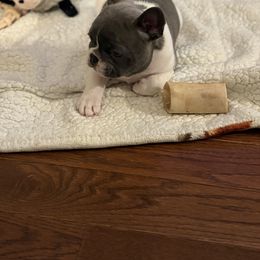 French Bulldog Puppies from Pardon My French Exquisite French Bulldogs