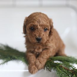 Holly - Red  female Goldendoodle puppy in Stevens, Pennsylvania from Pebble Paws Lane