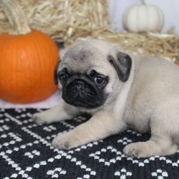 Irvin - Fawn male Pug puppy in Tuscola, Illinois from Dream on puppies