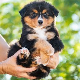 Charlie - Black tri male Miniature American Shepherd puppy in Tonopah, Arizona from King's Miniature American Shepherds