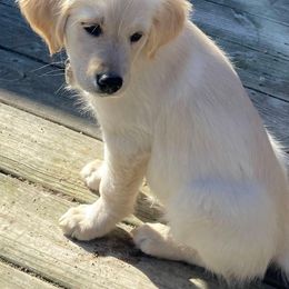 Golden Retriever Puppies from Goldens on the Gorge