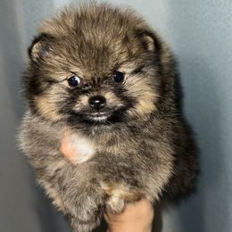 Pomeranian Puppies from Divine Poms