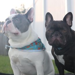 French Bulldogs from Finest Frenchies