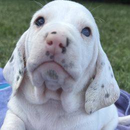 Basset Hounds from Jenna Kuegel