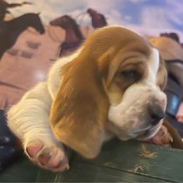 Helen-pink collar - Basset Hound puppy in Herrin, Illinois from Handsome Hound Bassets