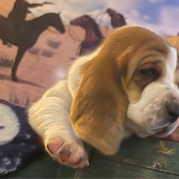 Helen-pink collar - Basset Hound puppy in Herrin, Illinois from Handsome Hound Bassets