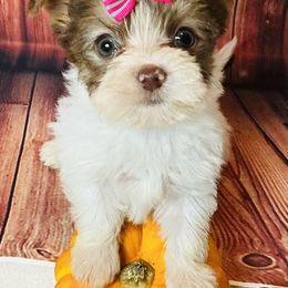 Niki - Parti female Yorkshire Terrier puppy in Mankato, Minnesota from Niko Terriers