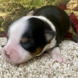 Black Tri-1 - Black tri male Miniature Australian Shepherd puppy in Ronan, Montana from Dirt Road Aussie’s of Montana