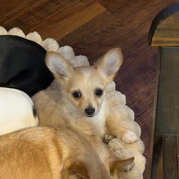 Stark - Fawn male Chihuahua puppy in Seneca, Missouri from Stephanie’s Puppy Colony