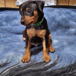 Bo - Black and rust male Miniature Pinscher puppy in Grove, Oklahoma from K&J's Min Pins Of Grand Lake