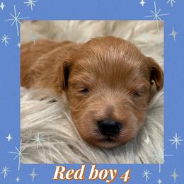 Red boy 4 - Wheaten male Miniature Schnauzer puppy in Pflugerville, Texas from K&K Precious Tx schnauzers