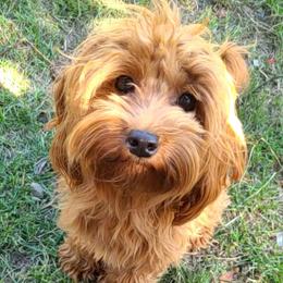 Murphy - Cockapoo