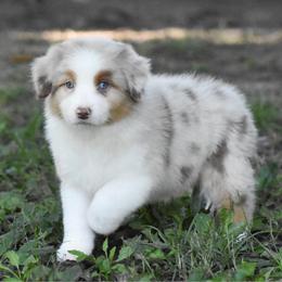 Marigold - Red merle female Australian Shepherd puppy in Easton, Missouri from MMA Kennel
