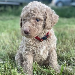 Abby - Cafe female Labradoodle puppy in Toledo, Washington from Bigfoot Doodles