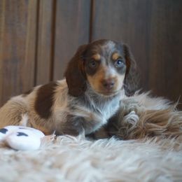 Dachshund Puppies from Dachshund Den