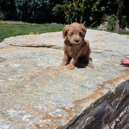 River - Parti female Goldendoodle puppy in Layton, Utah from Lauralyn's Goldendoodles