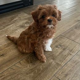 Rosie-Grey - Red  female Goldendoodle puppy in Stockton, Utah from Mustanghills Doodles and Poodles