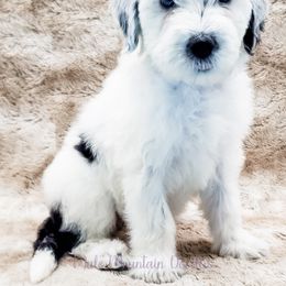 Bearded Retriever, Labradoodle, and Sheepadoodle Puppies from Mule Mountain Doodles