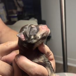 Boy 2 - Liver male Miniature Schnauzer puppy in Pensacola, Florida from Reservoir Dogs