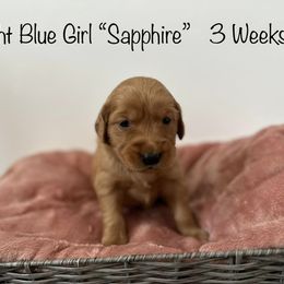 Golden Retriever Puppies from Gold Treasure Retrievers