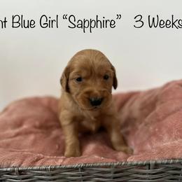 Golden Retriever Puppies from Gold Treasure Retrievers