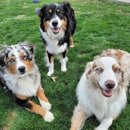 Australian Shepherds from SMartAuss Farm Australian Shepherds