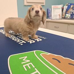 3000.. Mercedes - Cream female Dachshund puppy in Winter Haven, Florida from Gateway 2 Little Paws