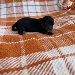 Salem - Black and cream female Dachshund puppy in Guthrie, Kentucky from Triple T Dachshunds