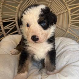 Moo moo - Black tri-color male Australian Shepherd puppy in Grants Pass, Oregon from Carmel Mountain Aussies