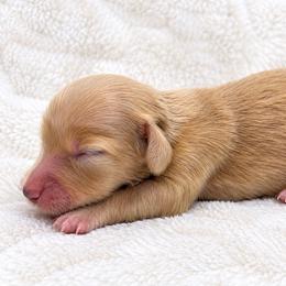 Merry - Cream female Dachshund puppy in Sebring, Florida from Mini Weenies