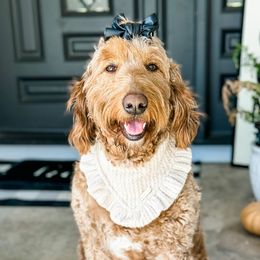 Reece - Goldendoodle
